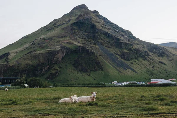 Scenic View Sheep Grazing Beautiful Meadow Mountain Iceland — Free Stock Photo