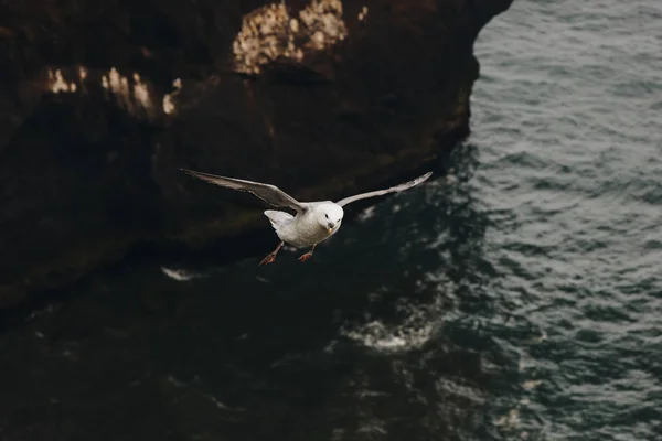 Seagull — Stock Photo, Image