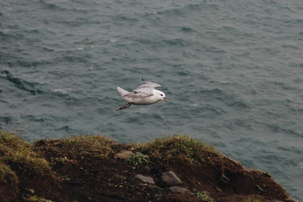 Fiskmås Flyger Över Vågiga Havet Dagtid Island — Gratis stockfoto