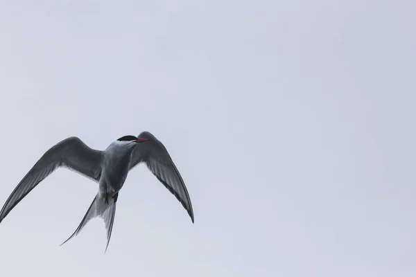 Tern. — Fotografia de Stock