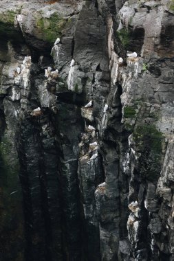 aerial view of large group of seagulls perching on rocky cliff clipart