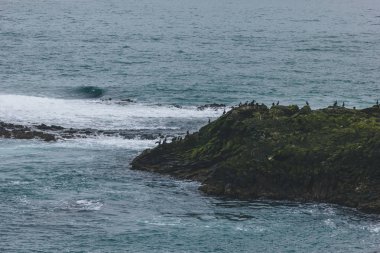 aerial view of large group of seagulls perching on rocky coast of ocean clipart