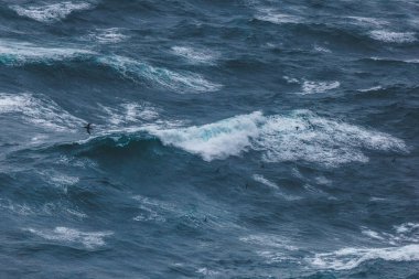 dramatic shot of bird flying over wavy blue ocean clipart
