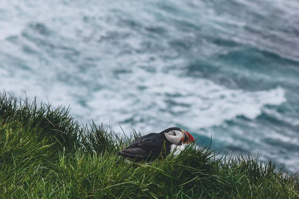 Fågel — Gratis stockfoto