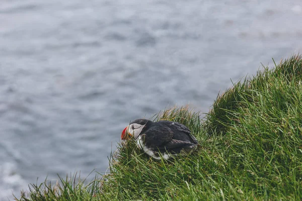 Perching — Stock fotografie zdarma