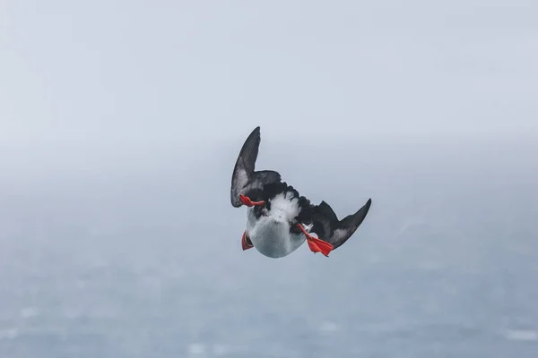 Volar — Foto de Stock