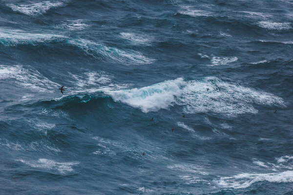 драматический снимок птицы, летящей над синим океаном
