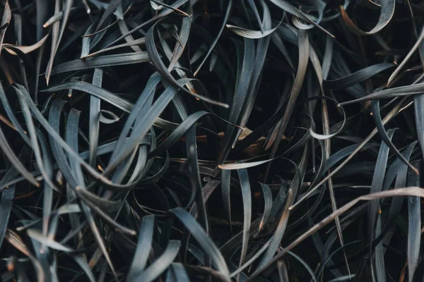 Close-up shot of beautiful green leaves — Stock Photo