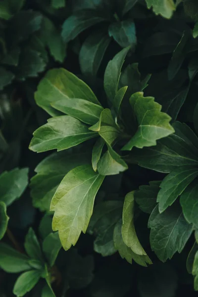 Leaves — Stock Photo