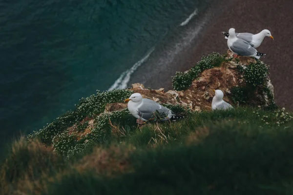 Seagulls — Stock Photo