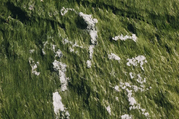 Gros plan de texture verte avec algues et sable — Photo de stock