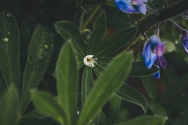 Foco seletivo de folhas verdes e flores azuis com gotas de água na Islândia — Fotografia de Stock