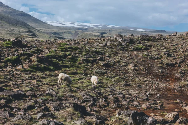 Vista a distanza di pecore al pascolo nel bellissimo prato in Islanda — Foto stock