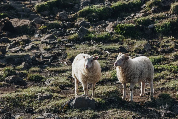 Moutons — Photo de stock