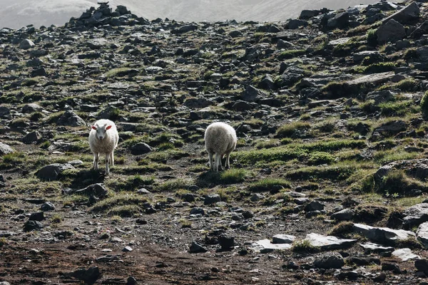 Grazing — Stock Photo