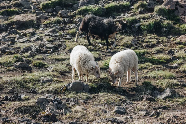 Animals — Stock Photo