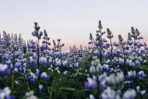 Morado - foto de stock