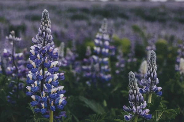 Selective focus of beautiful purple lupines in Iceland — Stock Photo