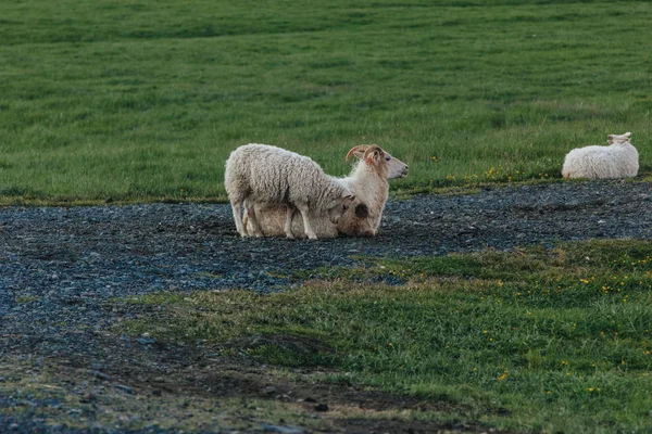 Vue panoramique sur le pâturage des moutons dans une belle prairie en Islande — Photo de stock