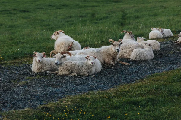 Herd — Stock Photo