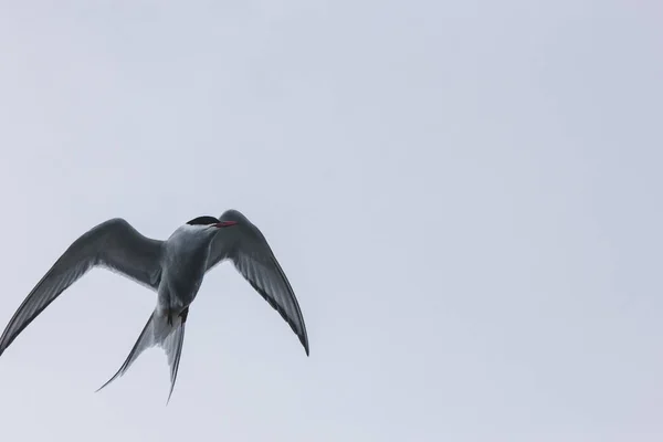 Tern. - foto de stock