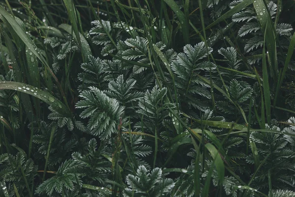 Plants — Stock Photo