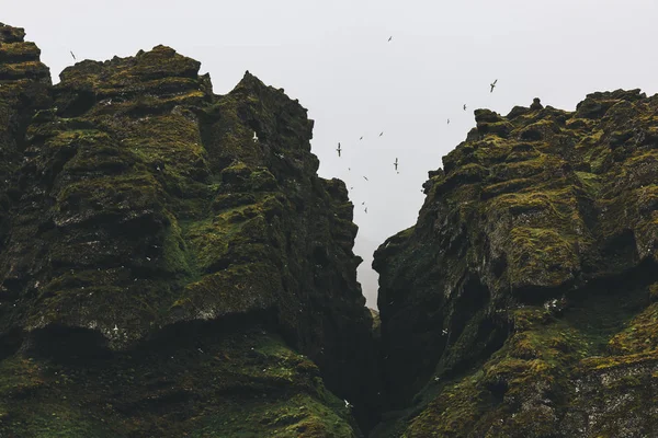 Vista inferior de gaivotas voando em torno de rochas musgosas contra o céu nublado na Islândia — Fotografia de Stock