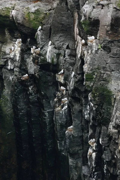 Luftaufnahme einer großen Gruppe von Möwen, die auf felsigen Klippen hocken — Stockfoto