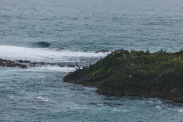 Vista aérea de un gran grupo de gaviotas posadas en la costa rocosa del océano - foto de stock