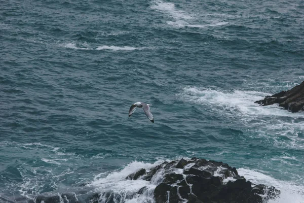 Seagull — Stock Photo