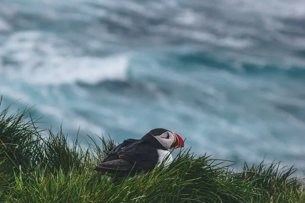 Puffin — Stock Photo