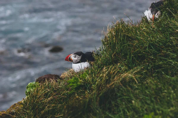 Puffins — стокове фото