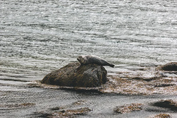 Animali — Foto stock