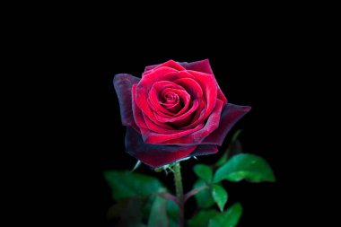 Makro fotoğraf tek taze kırmızı garde gece gül vurdu. Siyah arka plan üzerine izole. Kopya alanı.