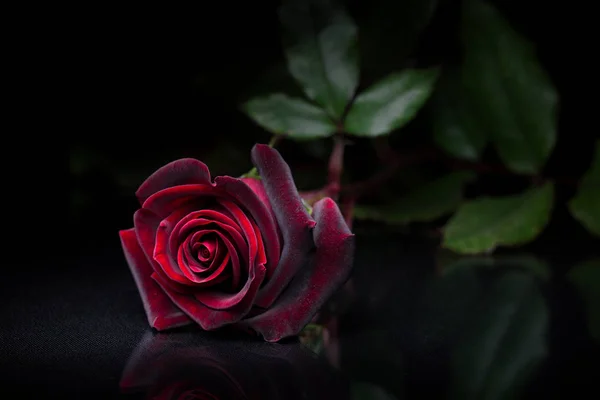 Single red rose flower on the black glass table with reflection and soft focus.