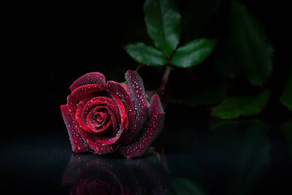 Macro Image Champ Peu Profonde Une Seule Rose Rouge Focus — Photo
