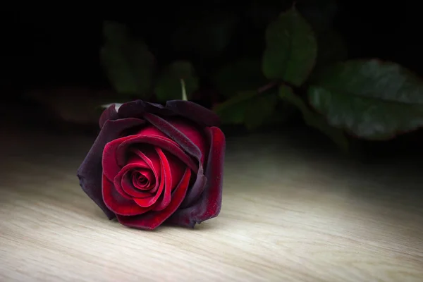 Vue Rapprochée Belle Fleur Rose Rouge Tendre Sur Sol Bois — Photo