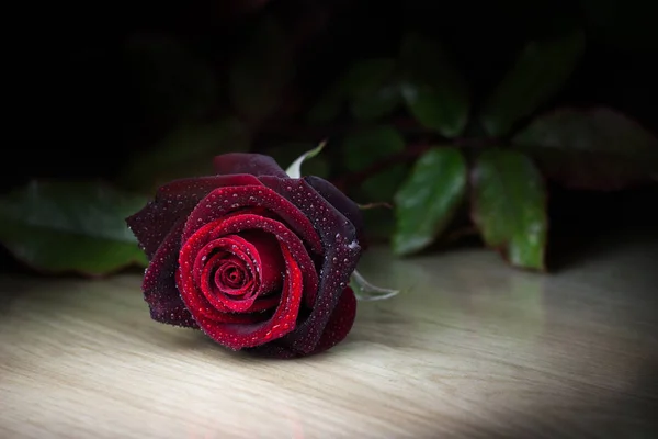 Une Seule Rose Rouge Avec Des Gouttes Eau Allongées Sur — Photo