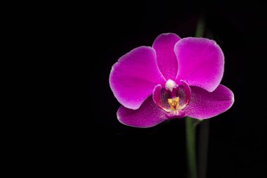 Tek stand yalnız mor orkide çiçek. Uzay kopyalayın. Siyah arka plan.