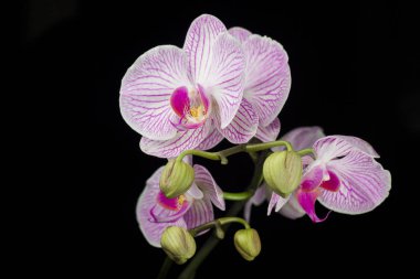 Birkaç güzel pembe ve beyaz orkide çiçekler bir dalı. Siyah arka plan üzerine izole.