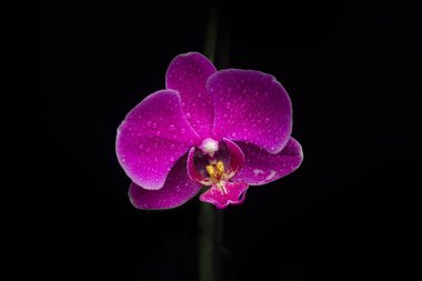 Tek gece siyah arka plan üzerinde orkide çiçek çiçeklenme.