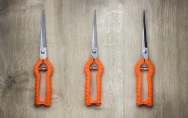 Asma üzüm uzun burun budayıcı turuncu kulplu. Üstten görünüm. Ahşap arka plan üzerinde izole yukarıdan görüntülemek.