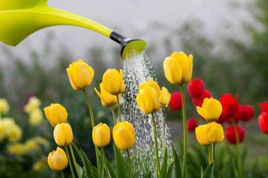 Kırmızı ve sarı laleleri sulama ile sulama