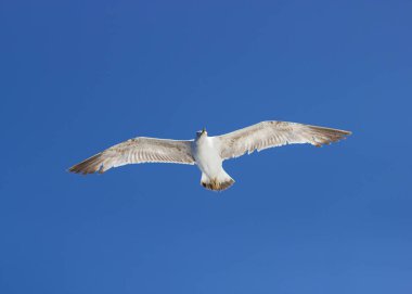 Beyaz martı karşı mavi gökyüzü uçan