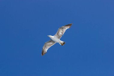 Mavi gökyüzünde uçan martı