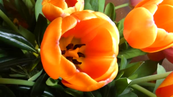Тюльпаны Закрыть Оранжевый — стоковое видео