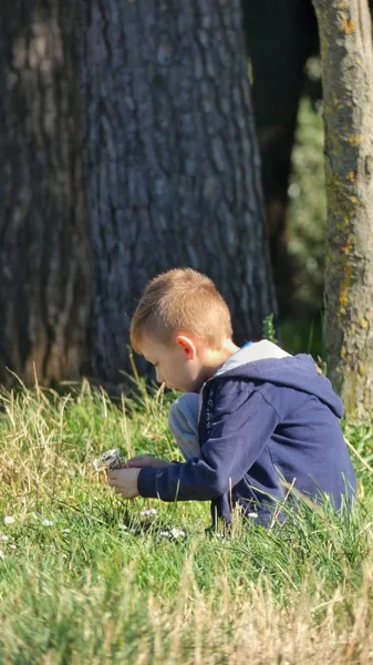 Pojken Samlar Blommorna Kamomill — Stockfoto