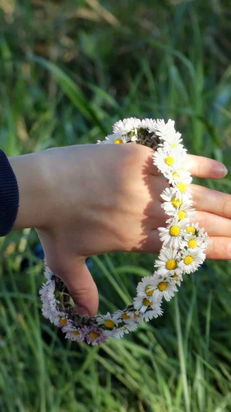 Kamillenkranz Zur Hand — Stockfoto