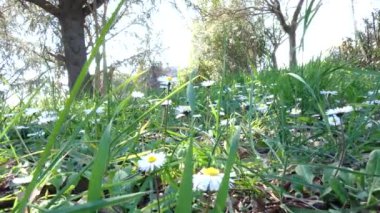  tarafa kamera hareketi. parkta papatya alarak