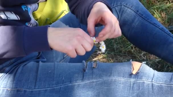 カモミールの花輪を作る — ストック動画